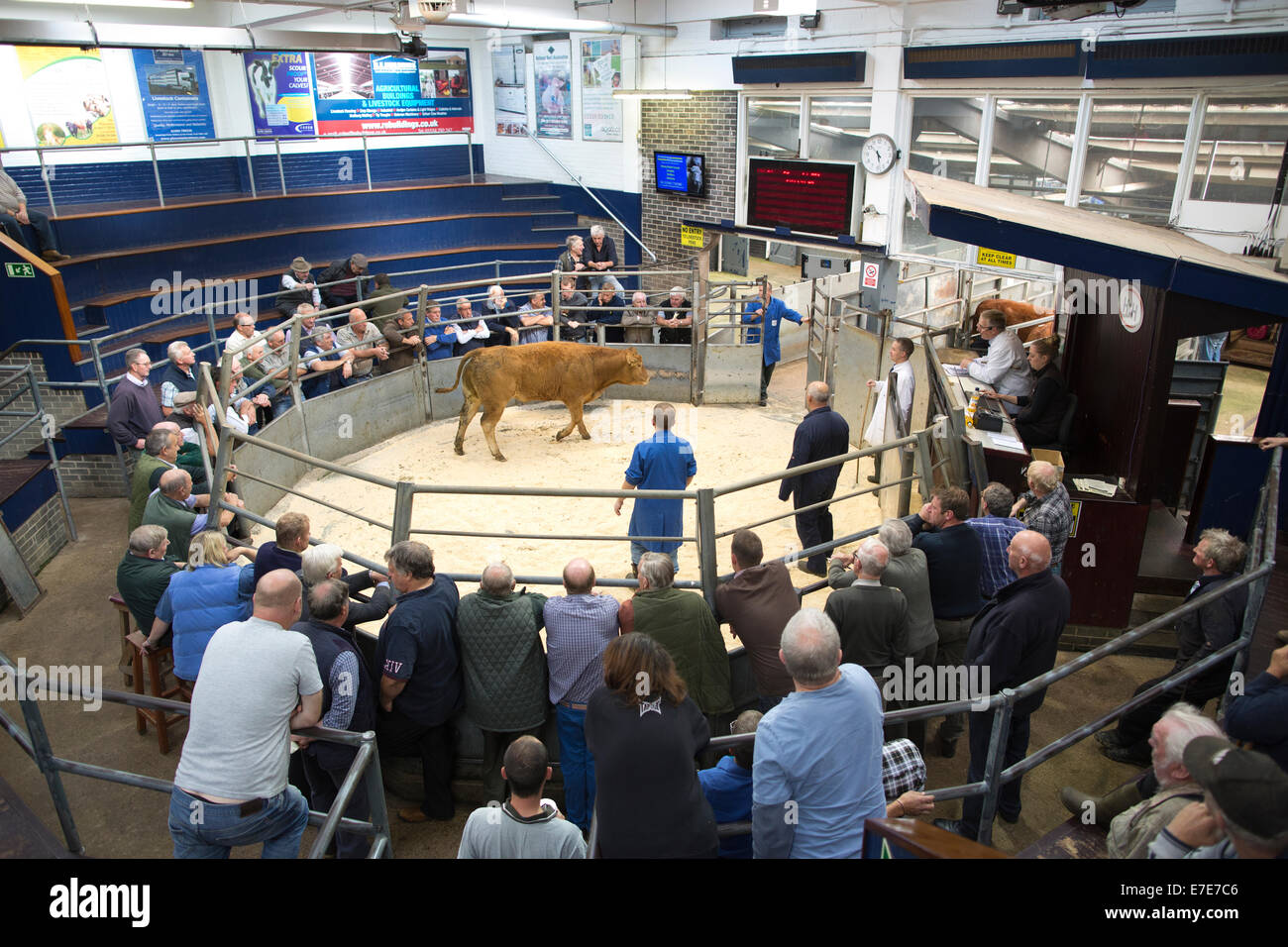 Harrison & Hetherington farmstock auctioneers, farmers attend the