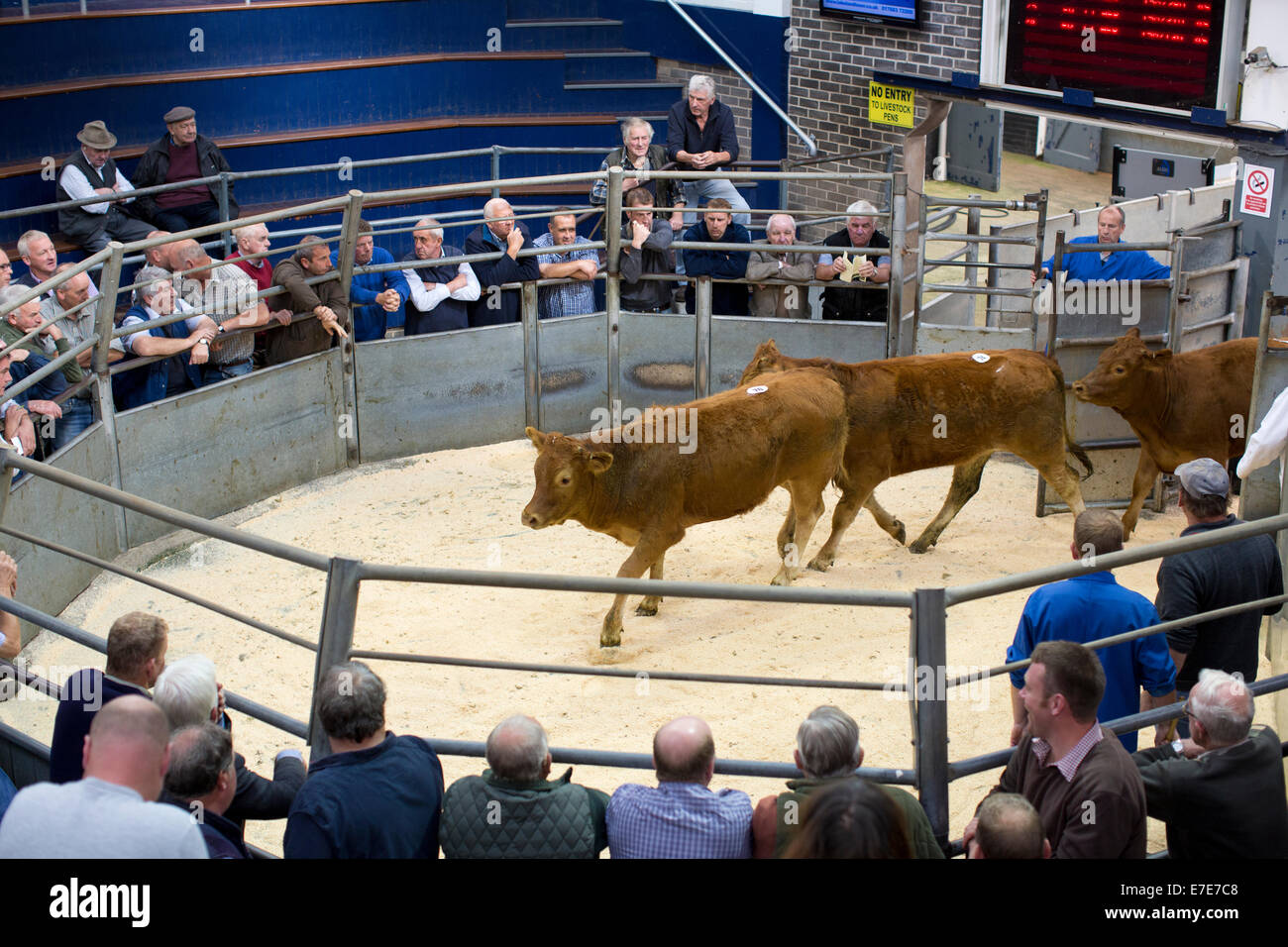Harrison & Hetherington farmstock auctioneers, farmers attend the