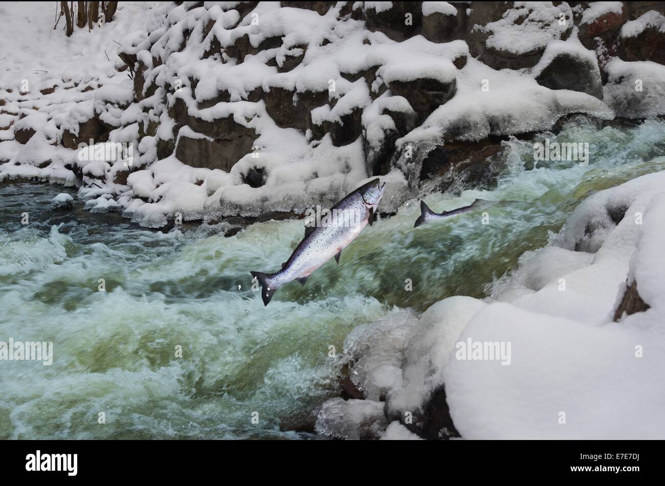 jumping out from water salmon on waterfall background Stock Photo Alamy