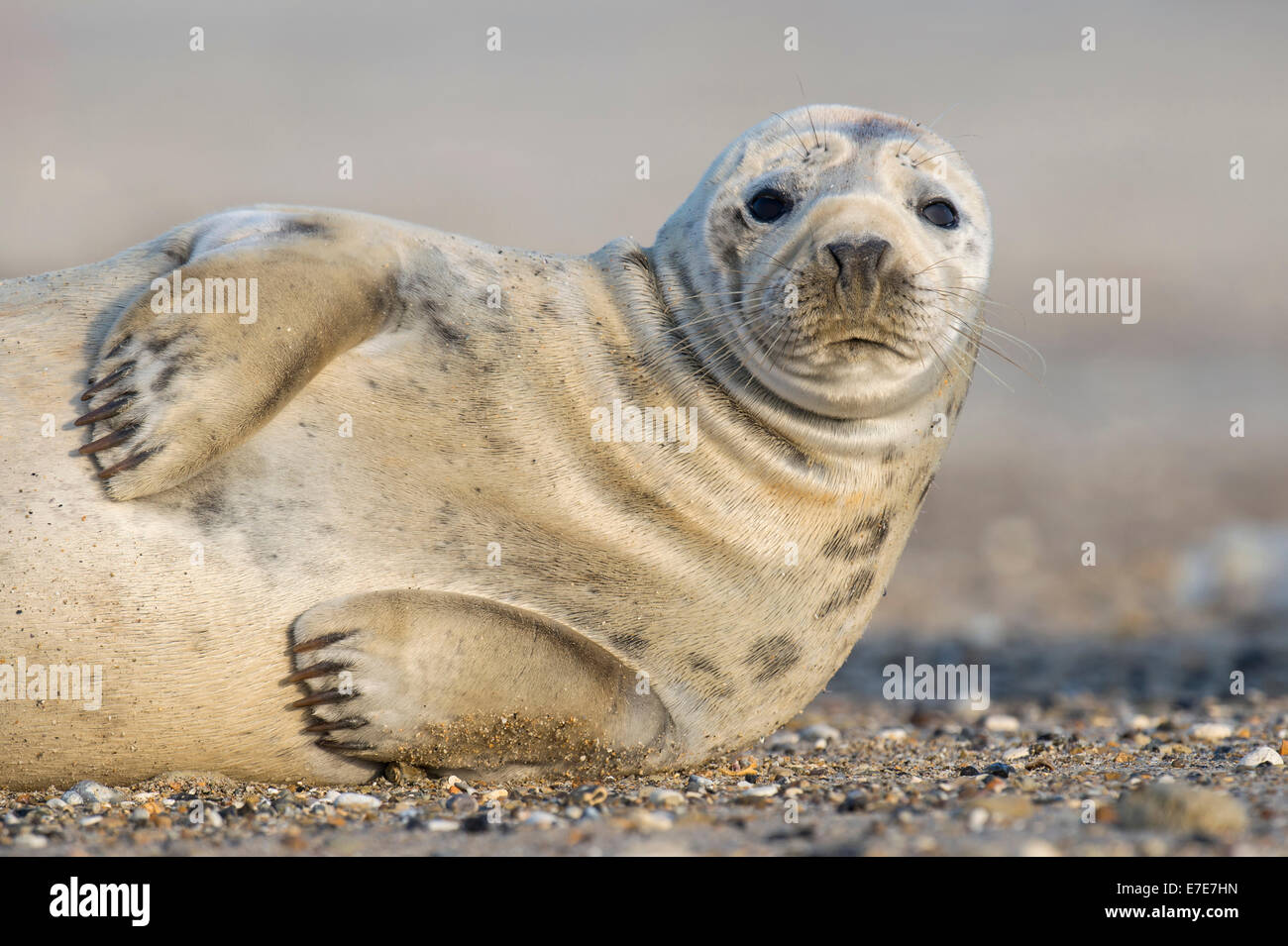 grey seal, halichoerus grypus, helgoland, north sea, germany Stock Photo