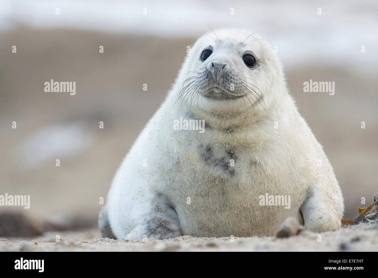 grey seal, halichoerus grypus, helgoland, north sea, germany Stock Photo
