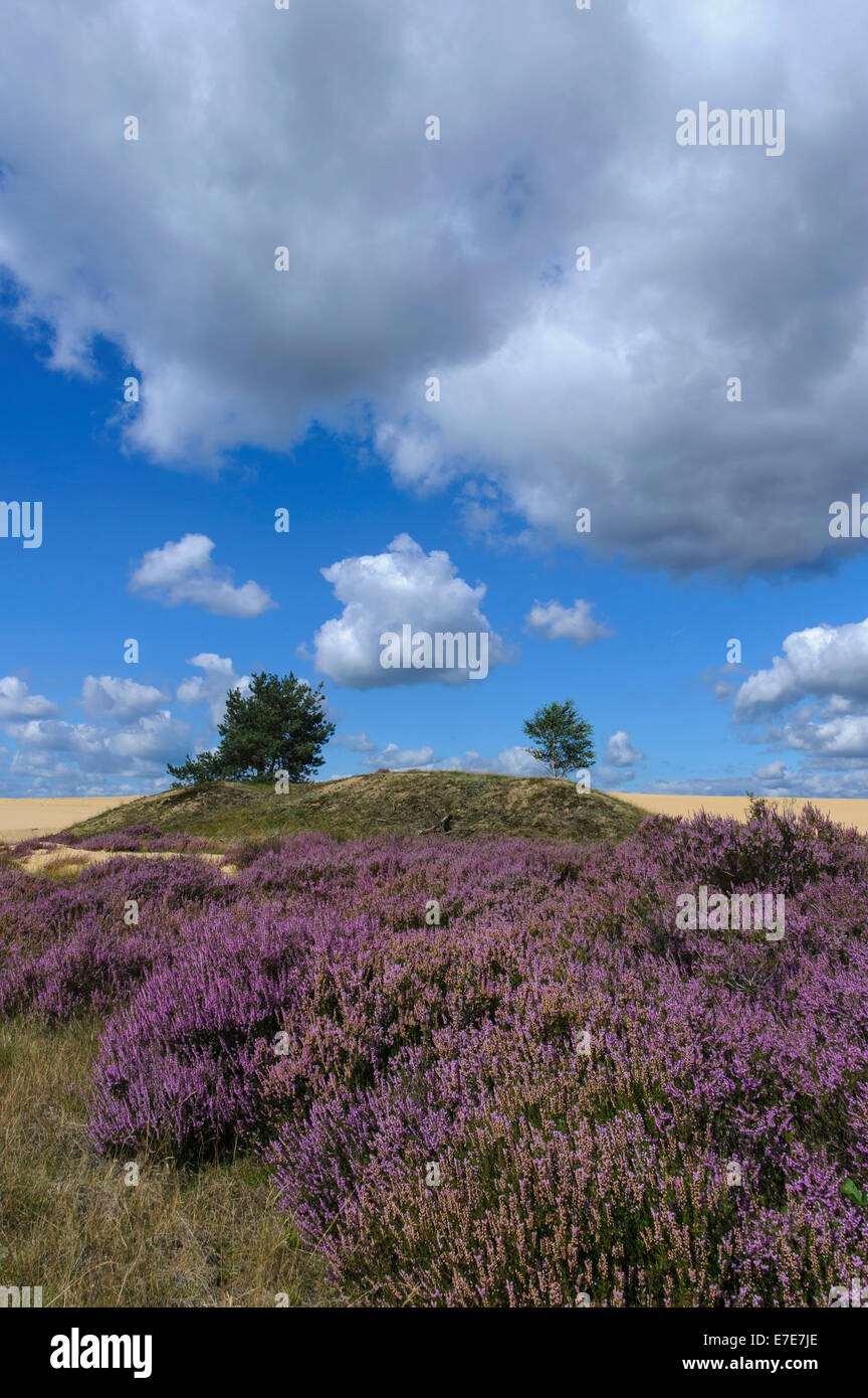 common heather (calluna vulgaris) in hoge veluwe national park, gelderland, netherlands Stock Photo