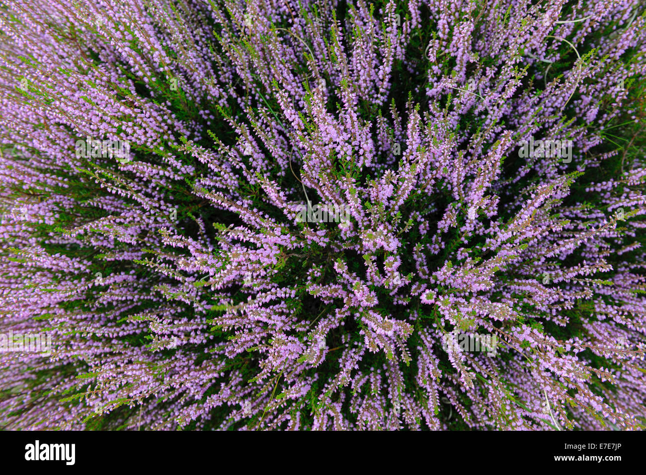 common heather (calluna vulgaris) in hoge veluwe national park, gelderland, netherlands Stock Photo