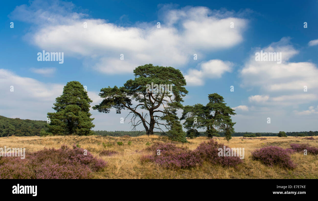 common heather (calluna vulgaris) in hoge veluwe national park, gelderland, netherlands Stock Photo