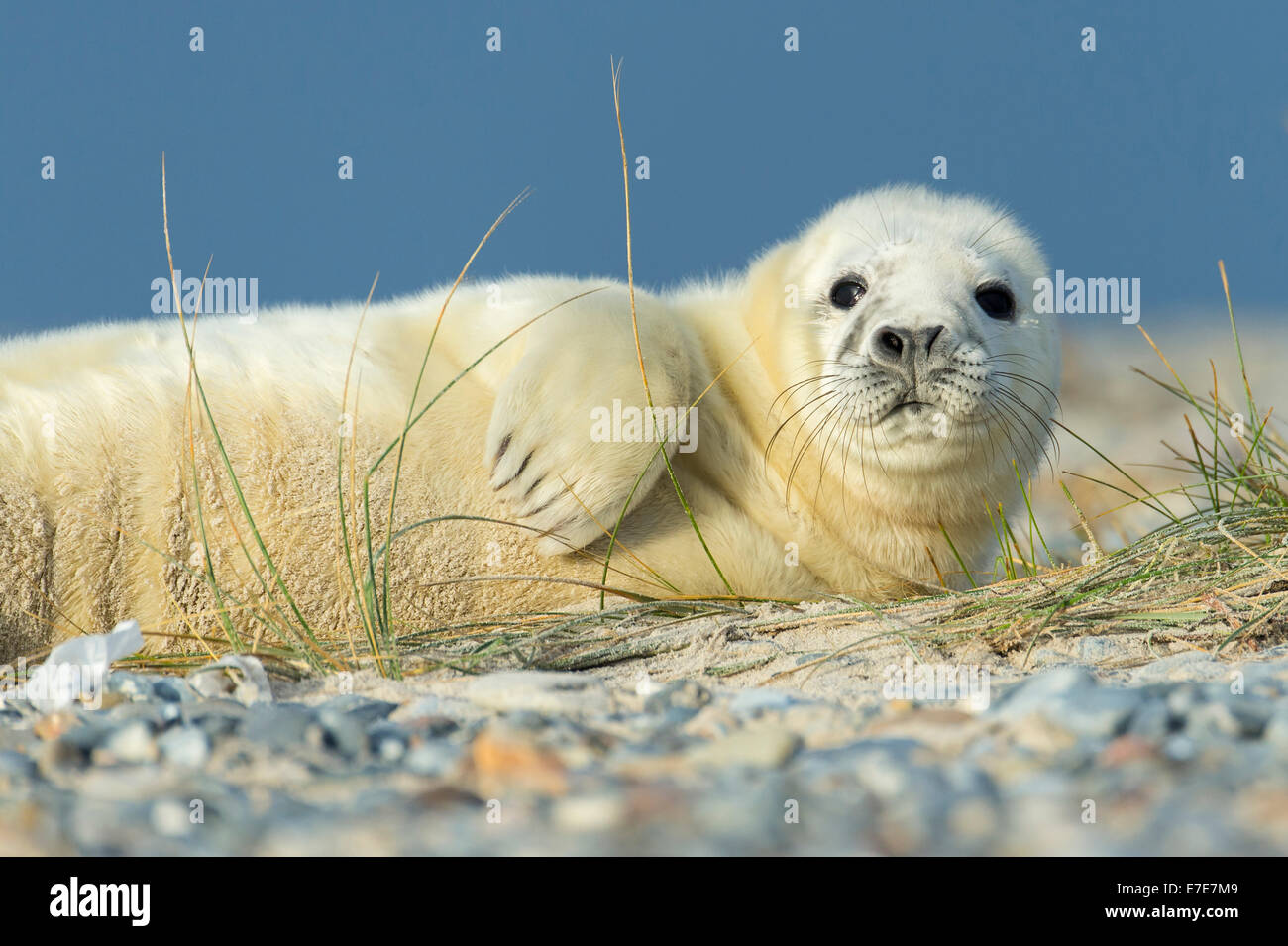 grey seal, halichoerus grypus, helgoland, north sea, germany Stock Photo