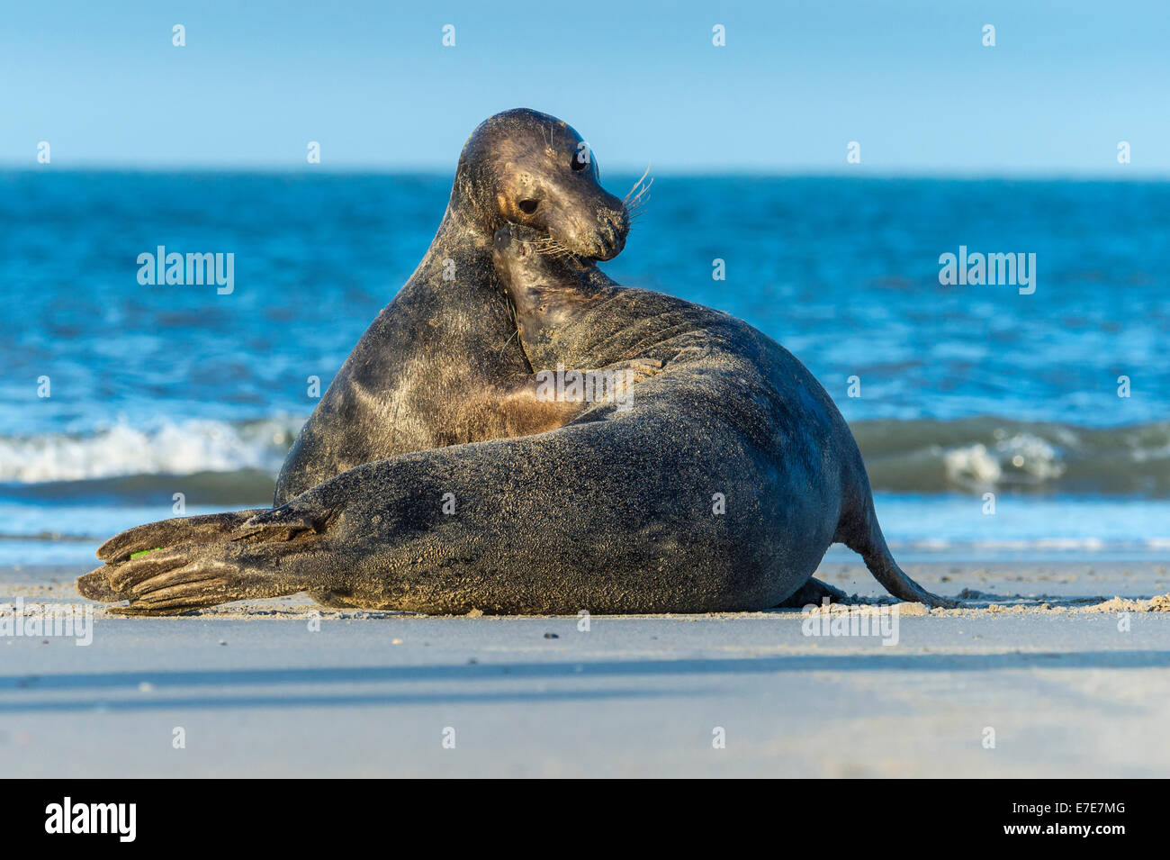 grey seals, halichoerus grypus, helgoland, north sea, germany Stock Photo