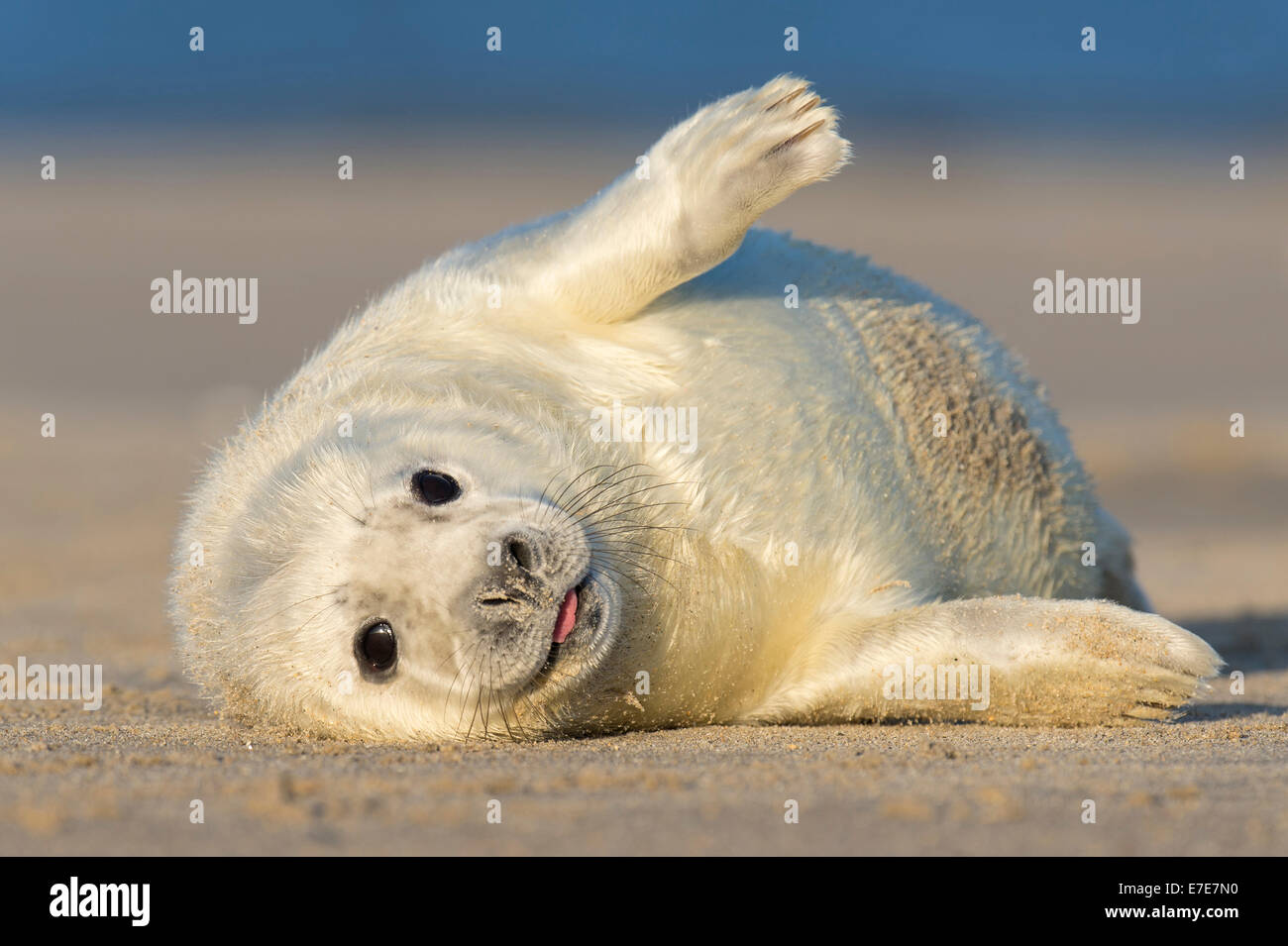 grey seal, halichoerus grypus, helgoland, north sea, germany Stock Photo