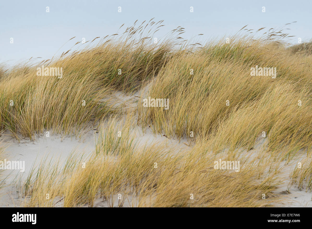sanddunes, helgoland, north sea, germany Stock Photo