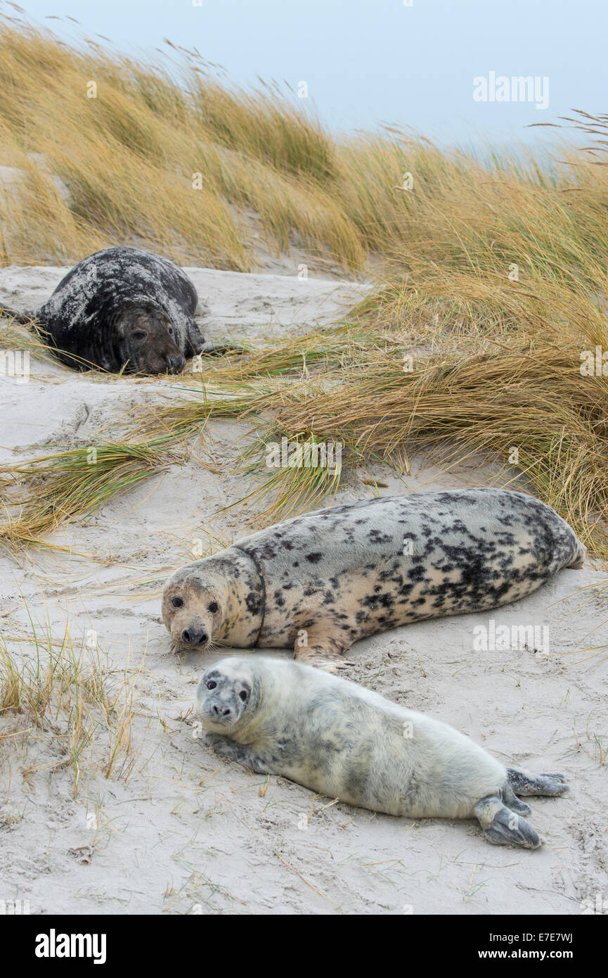 grey seals, halichoerus grypus, helgoland, north sea, germany Stock Photo