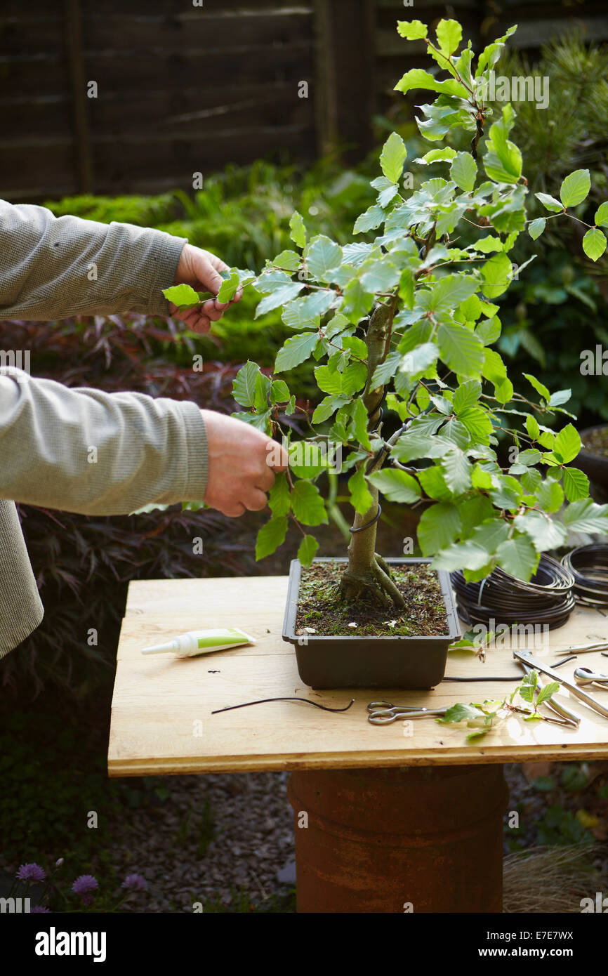 Cutting back foliage of bonsai tree Stock Photo