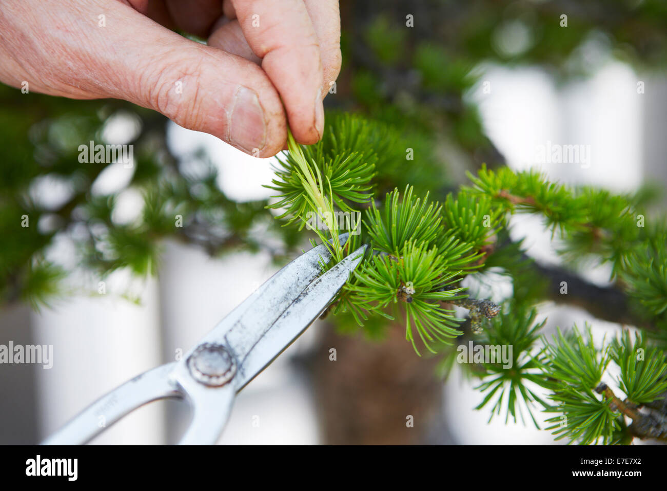Trimming leaves of a bonsai tree Stock Photo Alamy