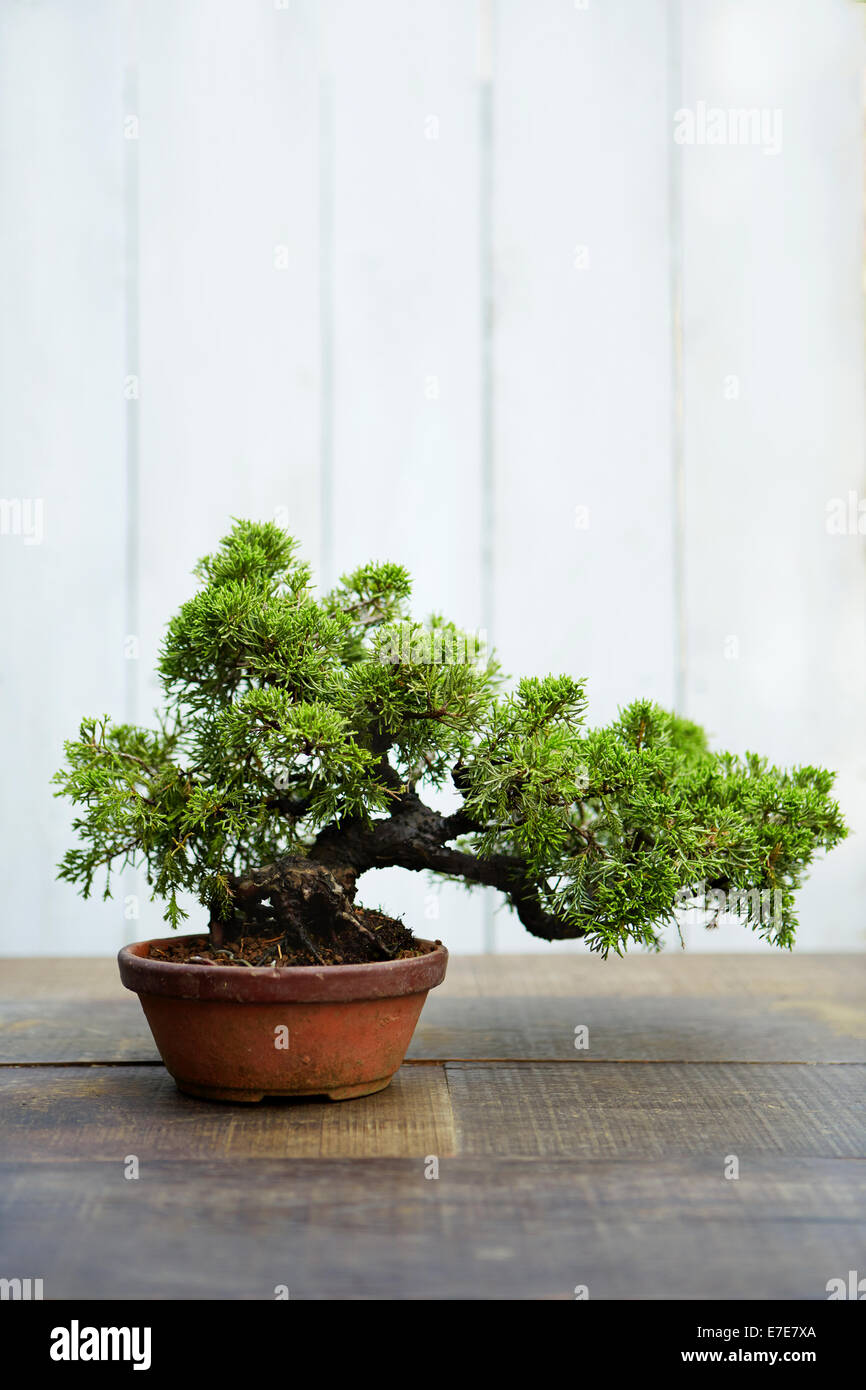 Bonsai pot plant Stock Photo