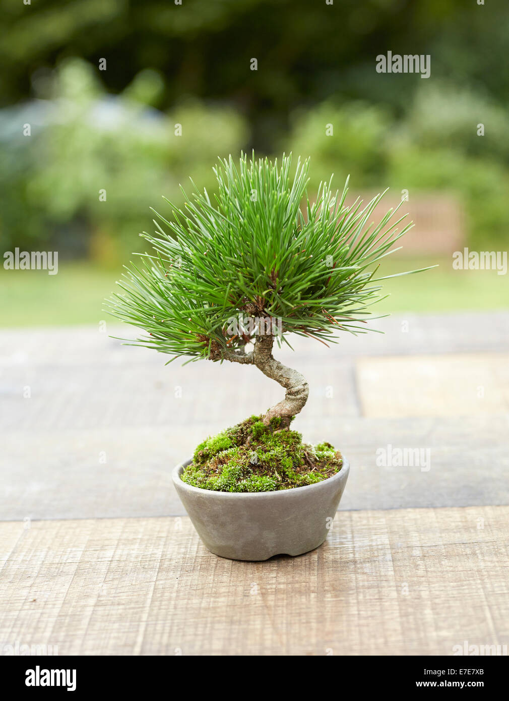 Bonsai Pinus thunbergii, Japanese Black Pine, tree Stock Photo