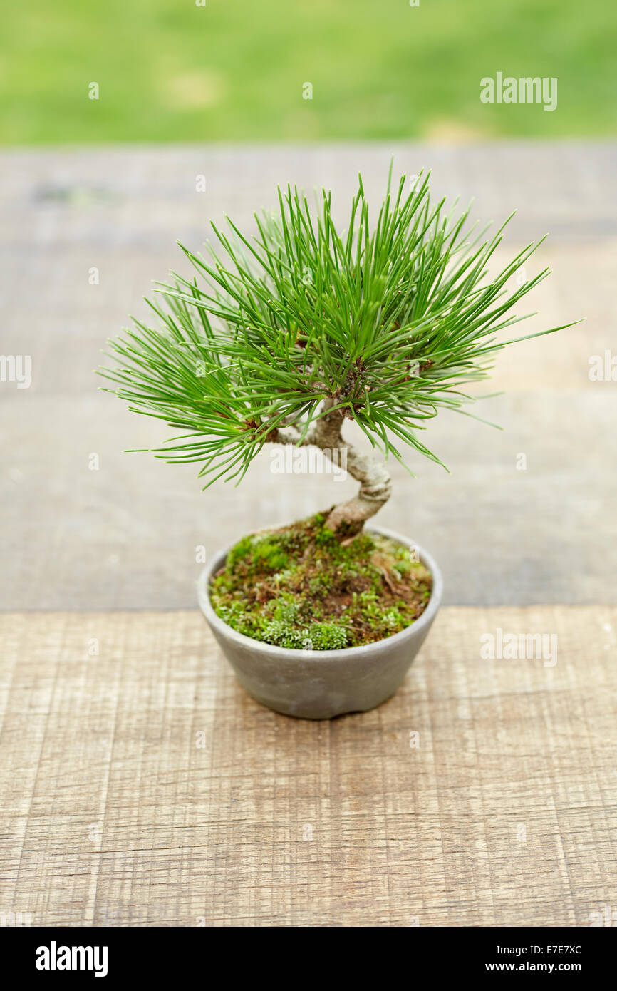 Bonsai Pinus thunbergii (Japanese Black Pine) Stock Photo