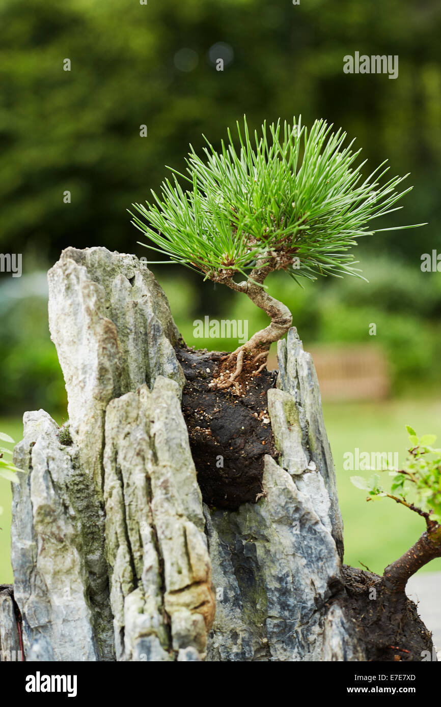 Penjing-style rock planting, Pinus thunbergii (Japanese Black Pine) Stock Photo
