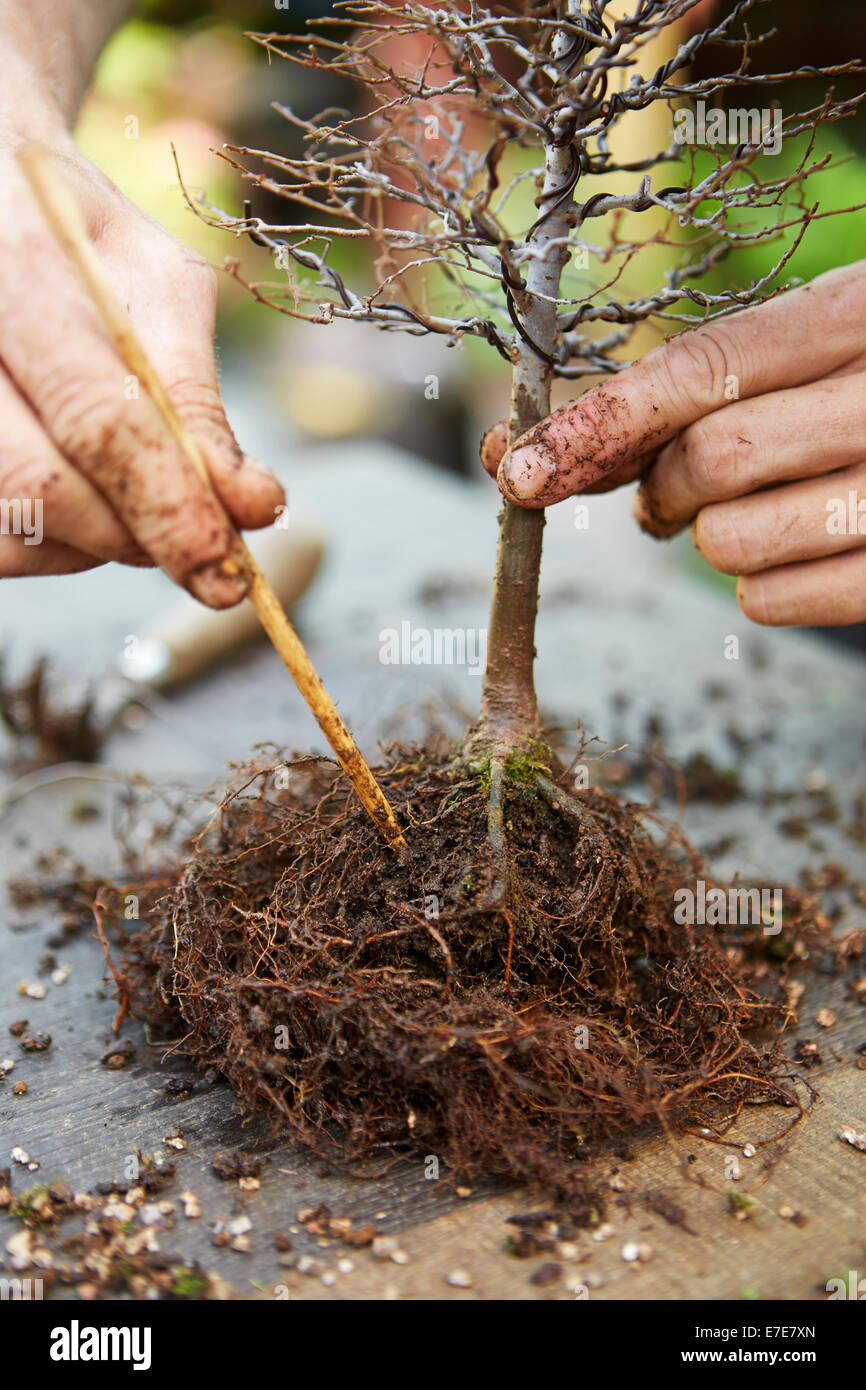 Removing soil from bonsai Zelkova and teasing out roots Stock Photo Alamy