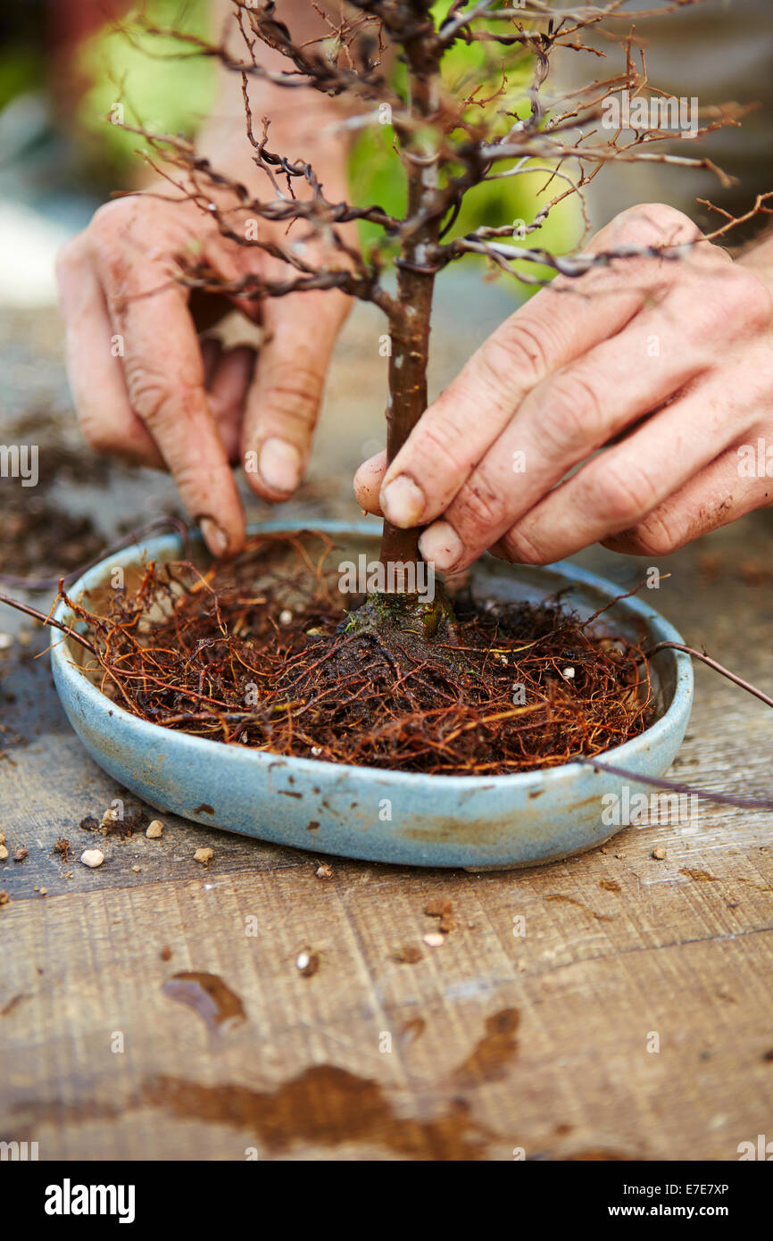 Repotting Chinese Elm Bonsai : Chinese Elm Bonsai High Resolution Stock Photography And Images
