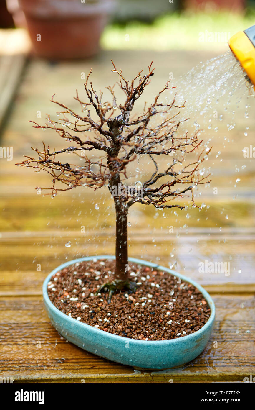 watering a bonsai tree Stock Photo Alamy