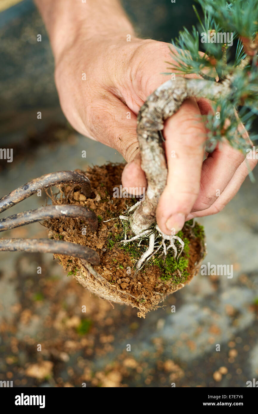 Removing soil from bonsai Five-needle pine and teasing out roots Stock Photo