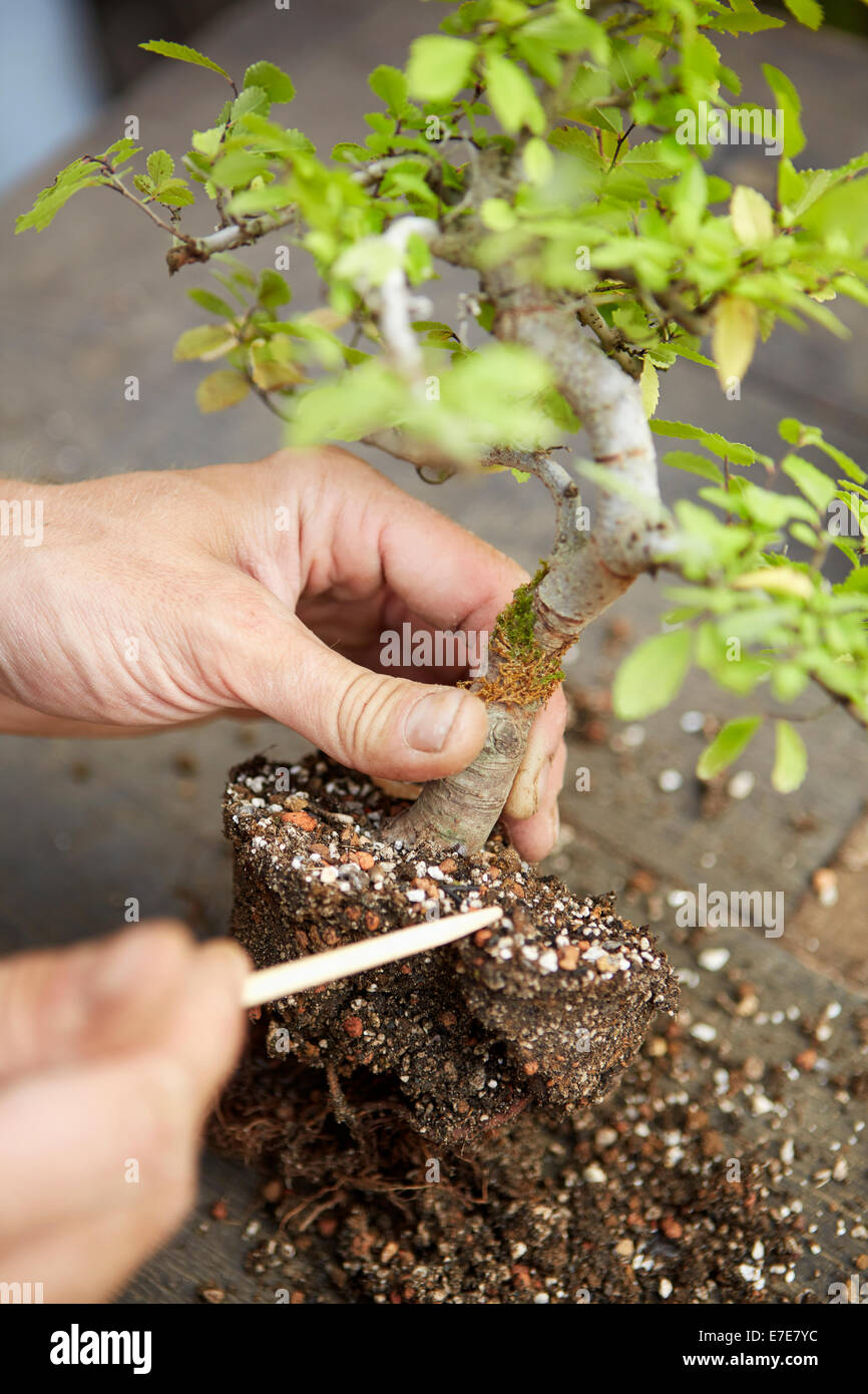 Removing soil from root of bonsai Ulmus parvifolia (Chinese Elm) Stock Photo