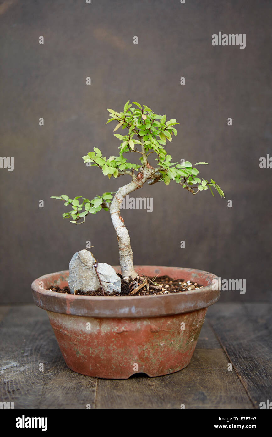 Bonsai Ulmus parvifolia (Chinese Elm), trained to grow 'root over rock' Stock Photo