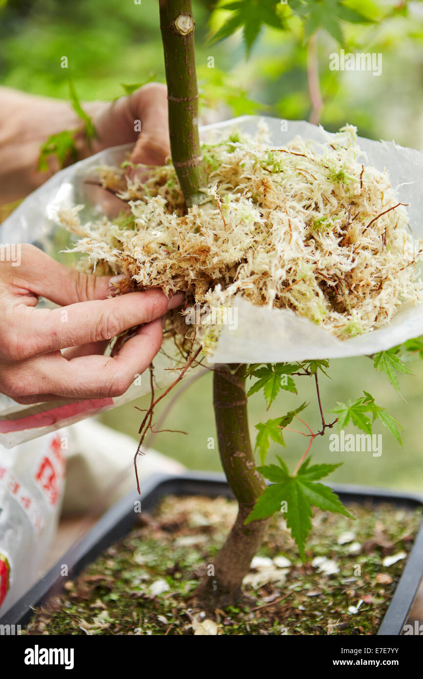 Air Layering Propagation Japanese Maple at John Ogburn blog