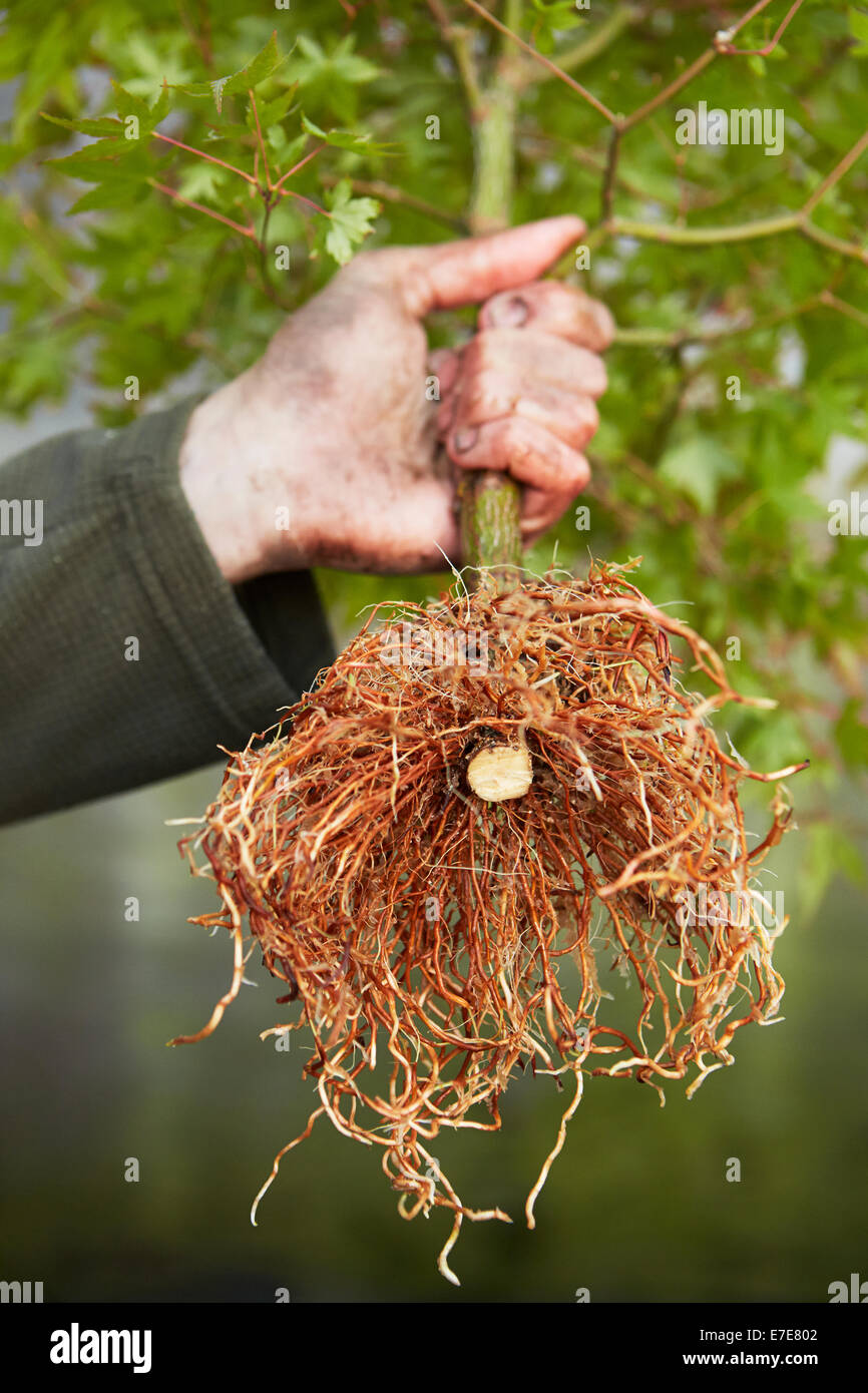 Air layering a bonsai maple tree, old trunk and roots Stock Photo Alamy