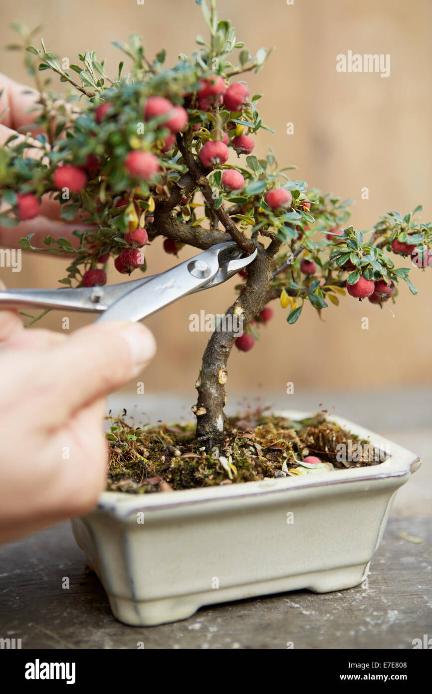 Pruning Bonsai Tree Stock Photo Alamy