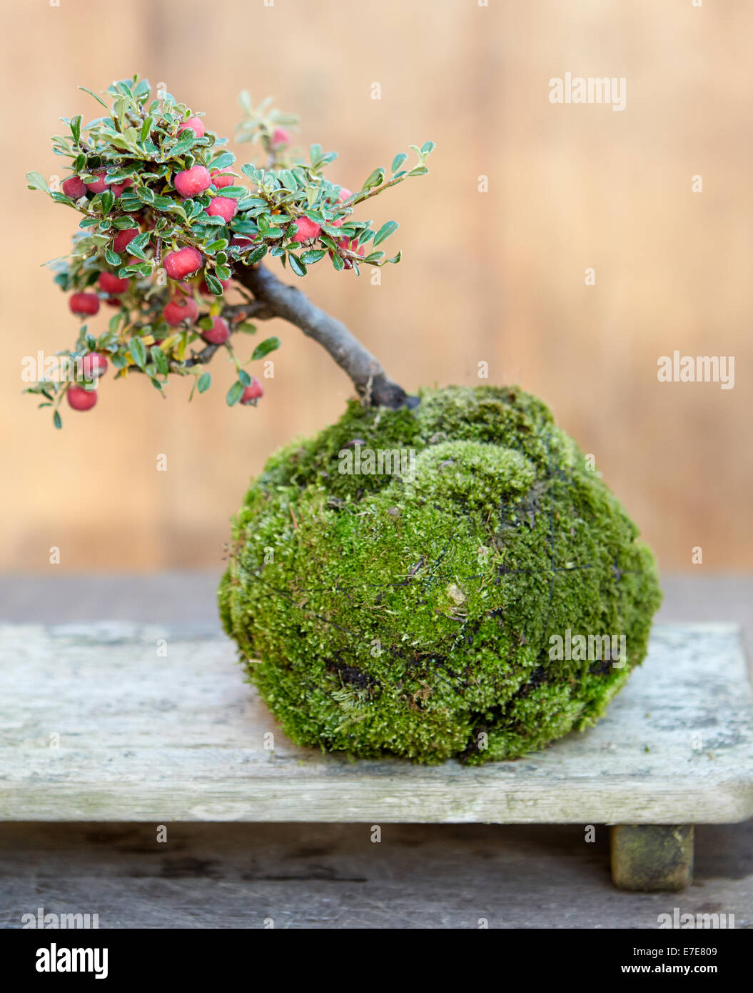 Keshiki Cotoneaster, bonsai tree Stock Photo