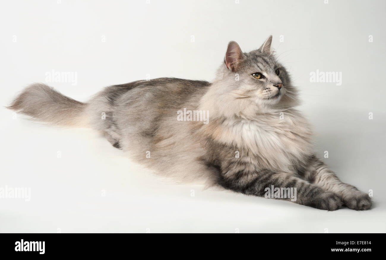 Norwegian Forest Cat stretching lying down Stock Photo