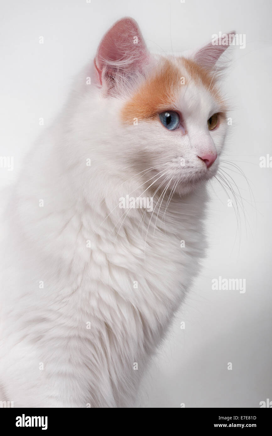 Turkish Cat High Resolution Stock Photography And Images Alamy