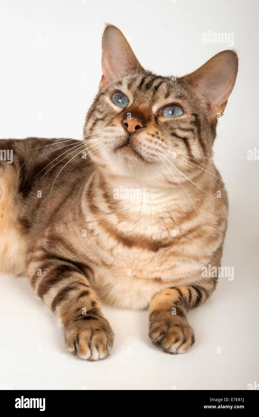 Bengal cat lying down looking up Stock Photo