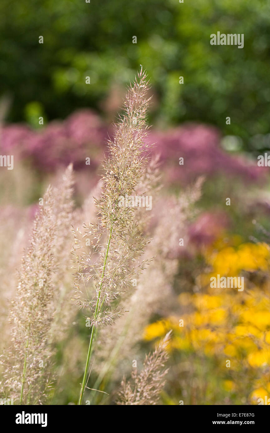Calamagrostis brachytricha. Korean feather reed grass in flower in an herbaceous border. Stock Photo