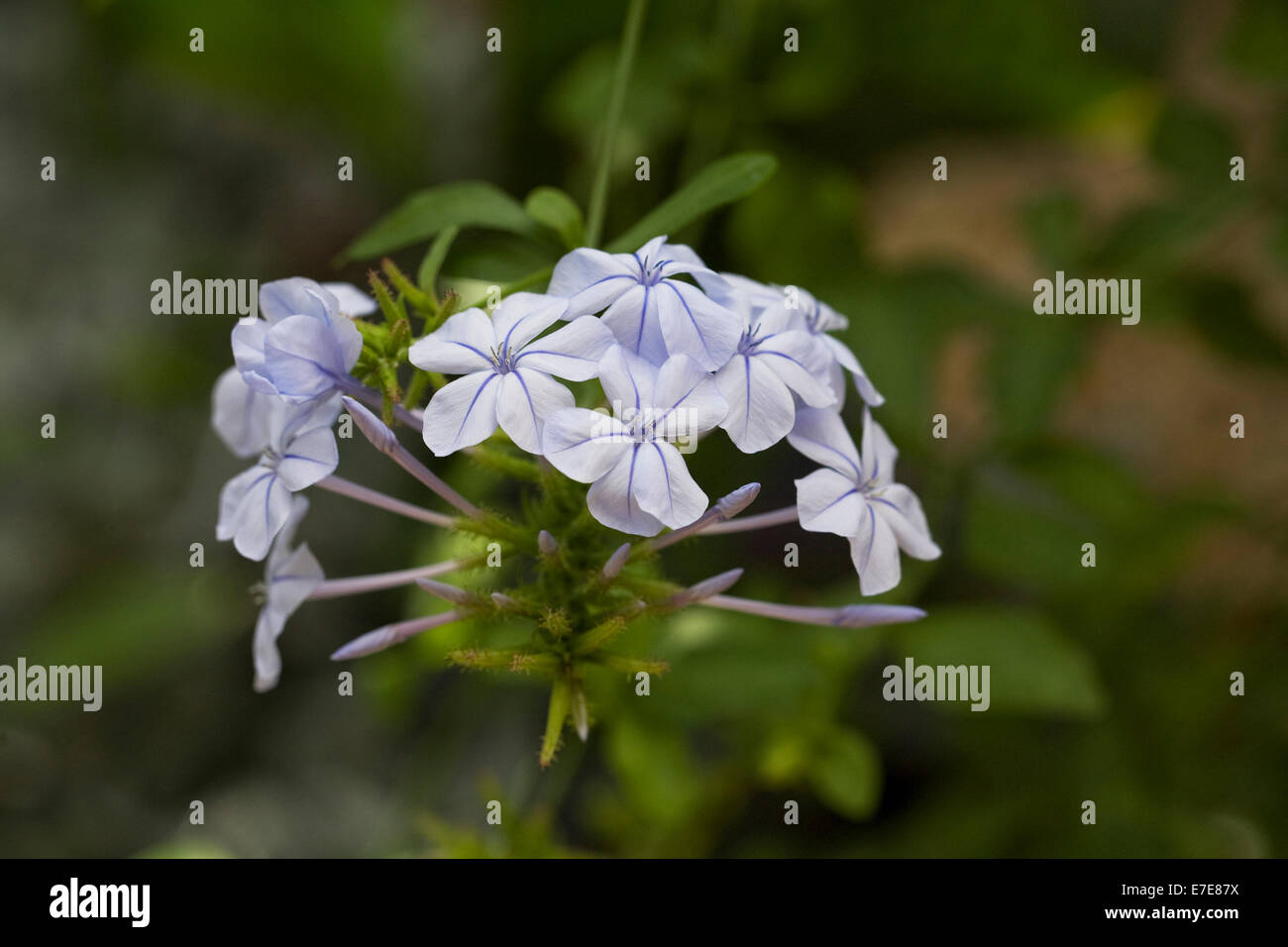 Plumbago auriculata. Cape leadwort flowers. Stock Photo