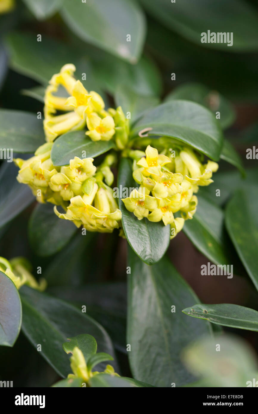 Daphne laureola Stock Photo