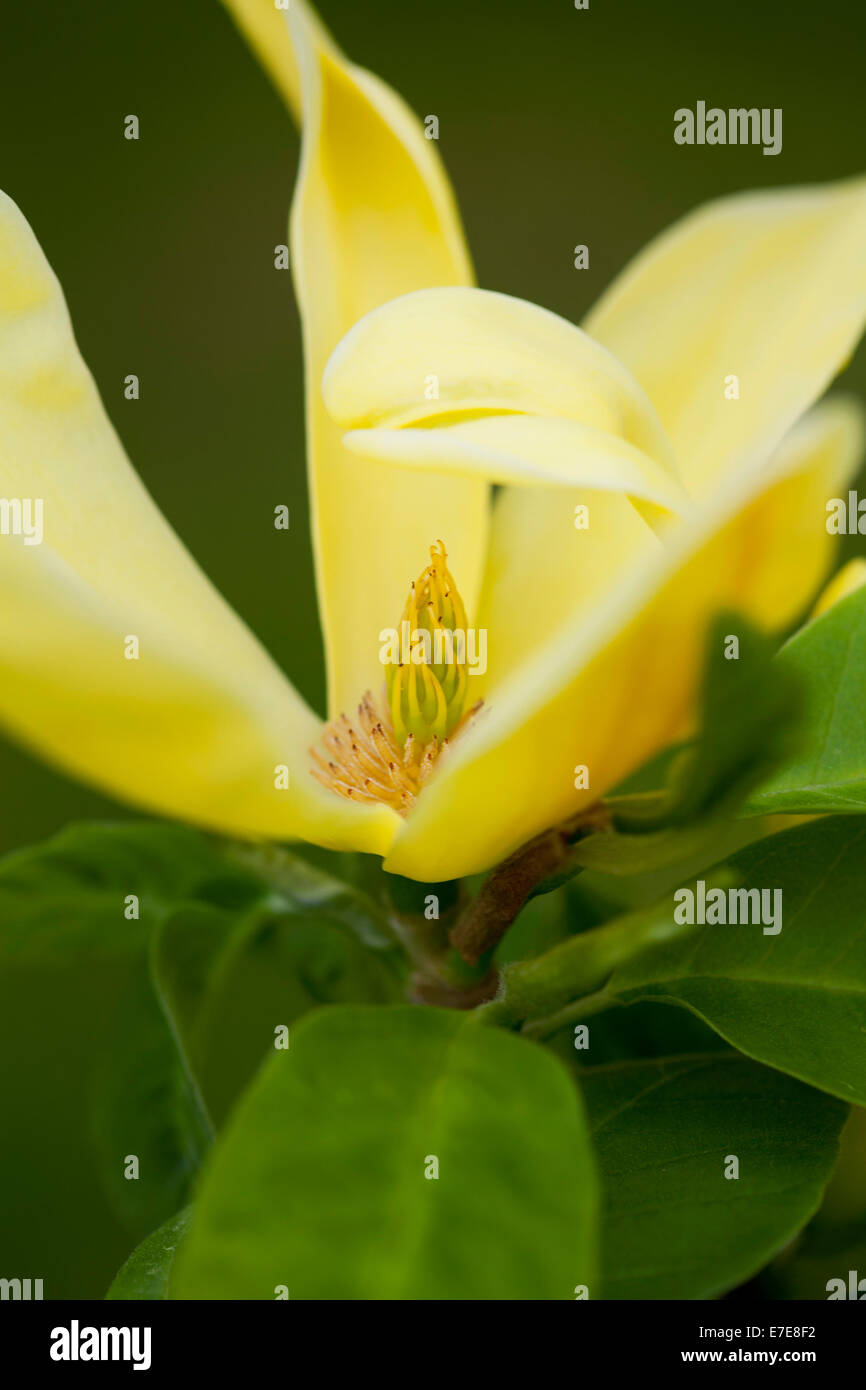 Yellow magnolia hires stock photography and images Alamy