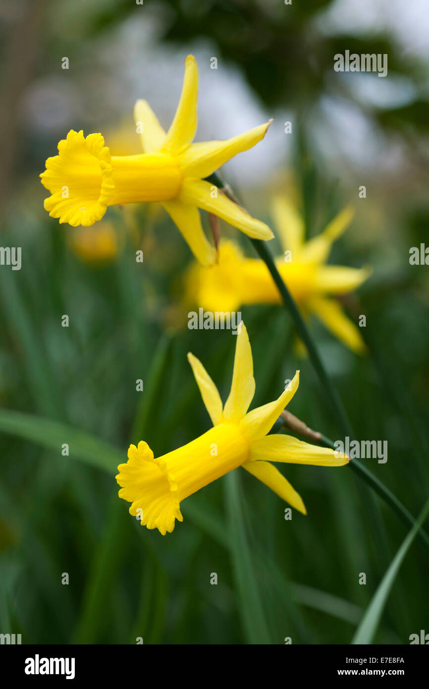 Narcissus 'Peeping Tom' Stock Photo