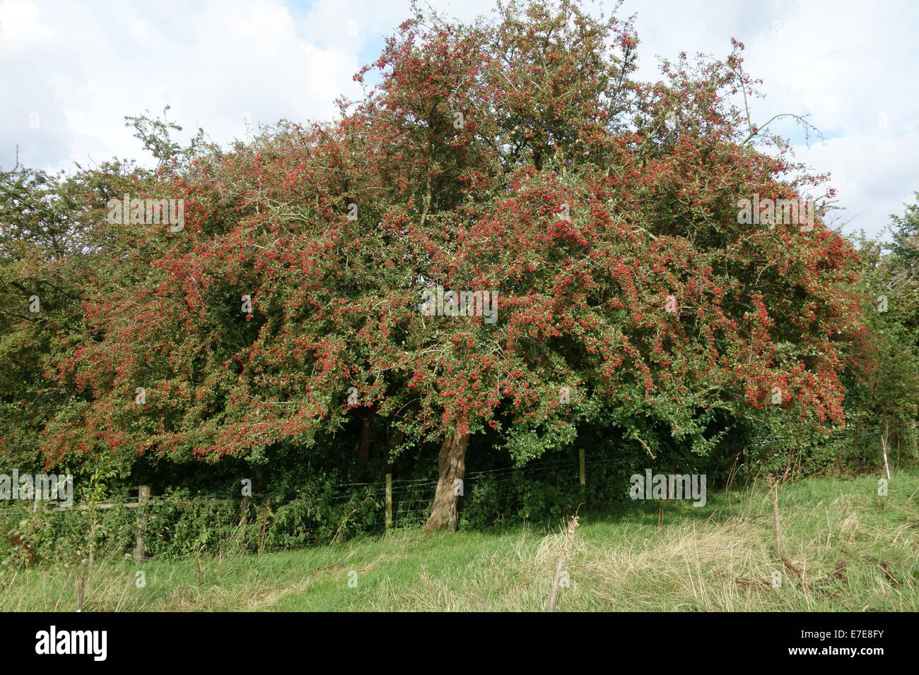 Hawthorn, quickthorn or May tree, Crataegus monogyna with plentiful ripe red berries in late summer Stock Photo