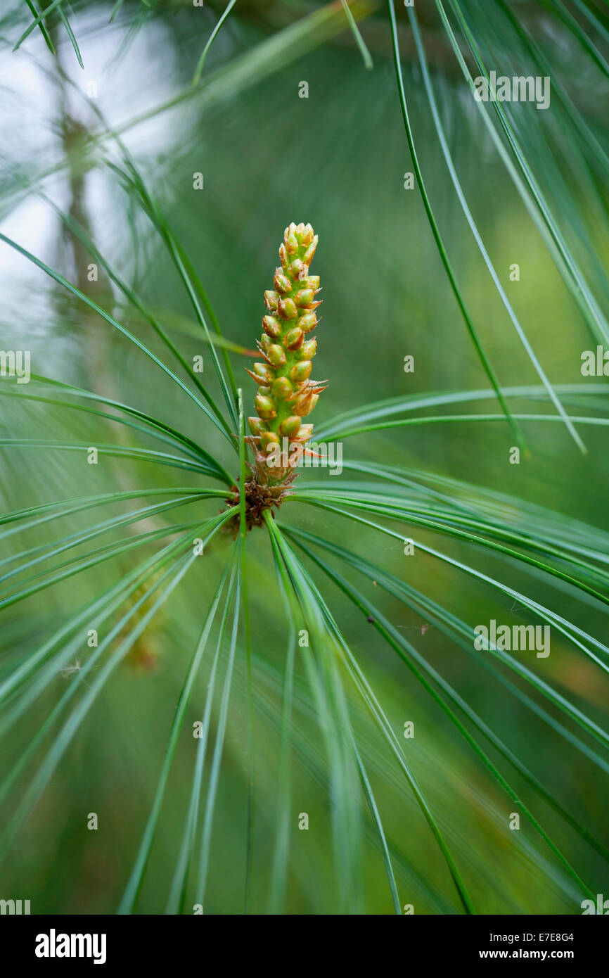 Pinus armandii (Chinese White Pine) Stock Photo