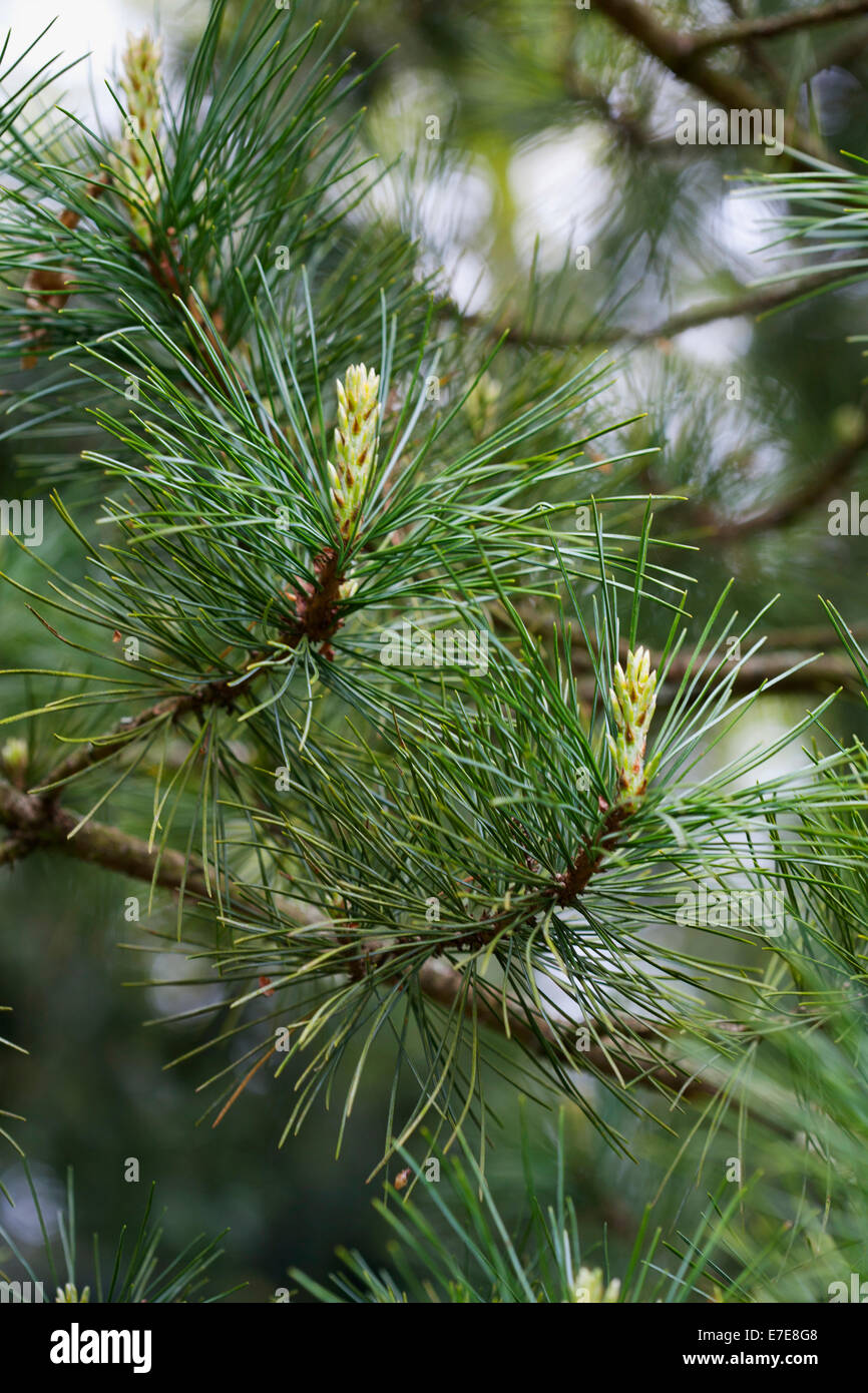 Pinus cembra (Arolla Pine) Stock Photo