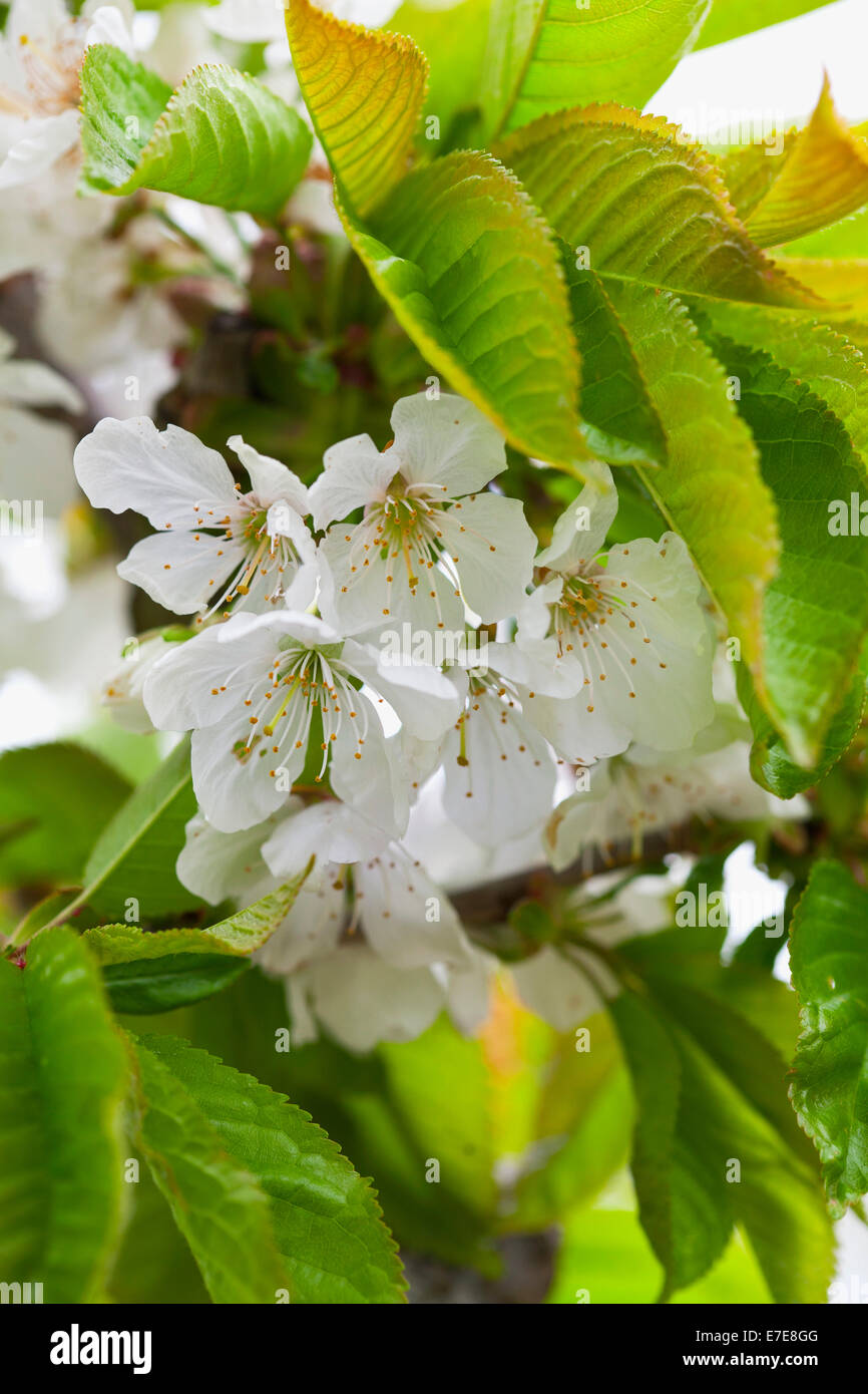 Prunus avium 'Sunburst' (Wild Cherry) Stock Photo
