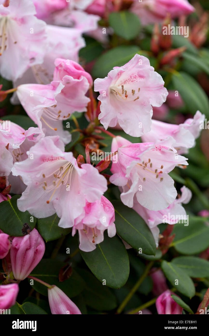 Rhododendron &lsquo;Bow Bells&rsquo; Stock Photo - Alamy