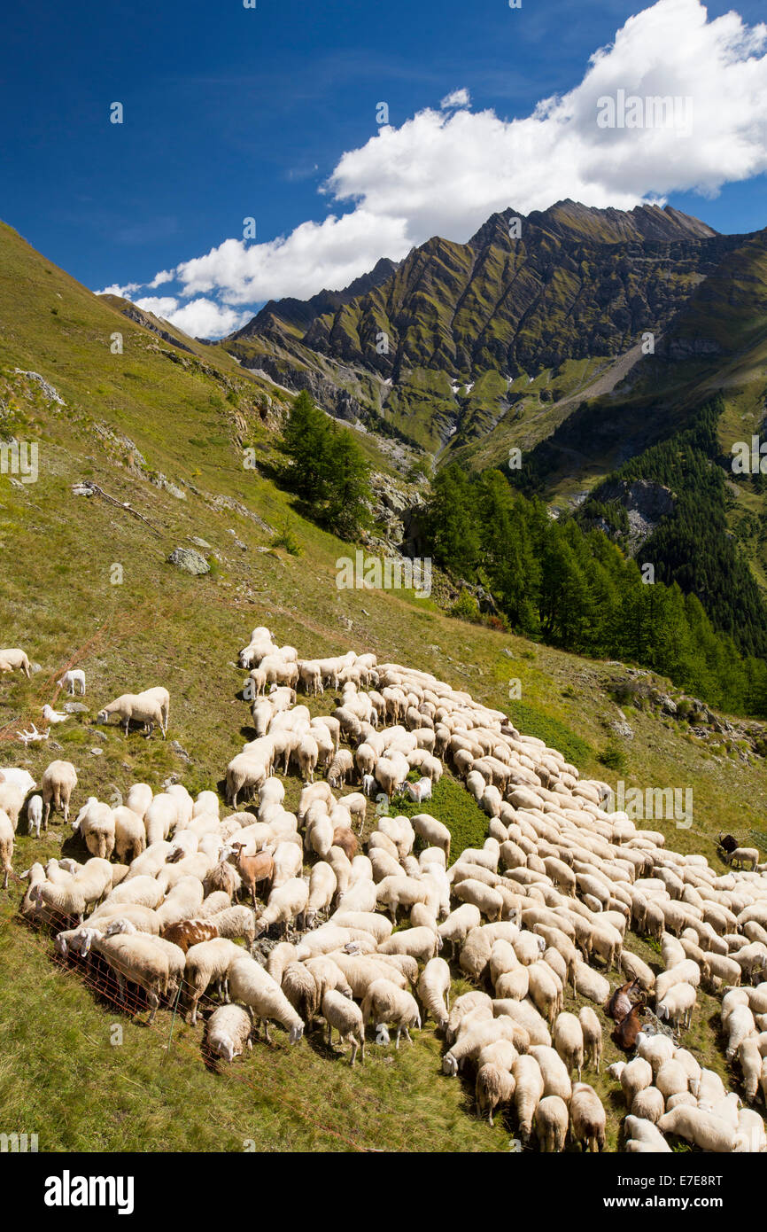 A flock of sheepby the Refuge Bertone, above Courmayeur, Italy. Stock Photo