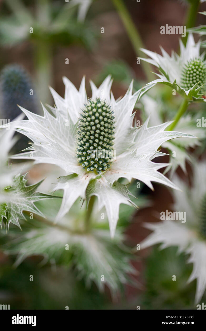 Eryngium proteiflorum hires stock photography and images Alamy