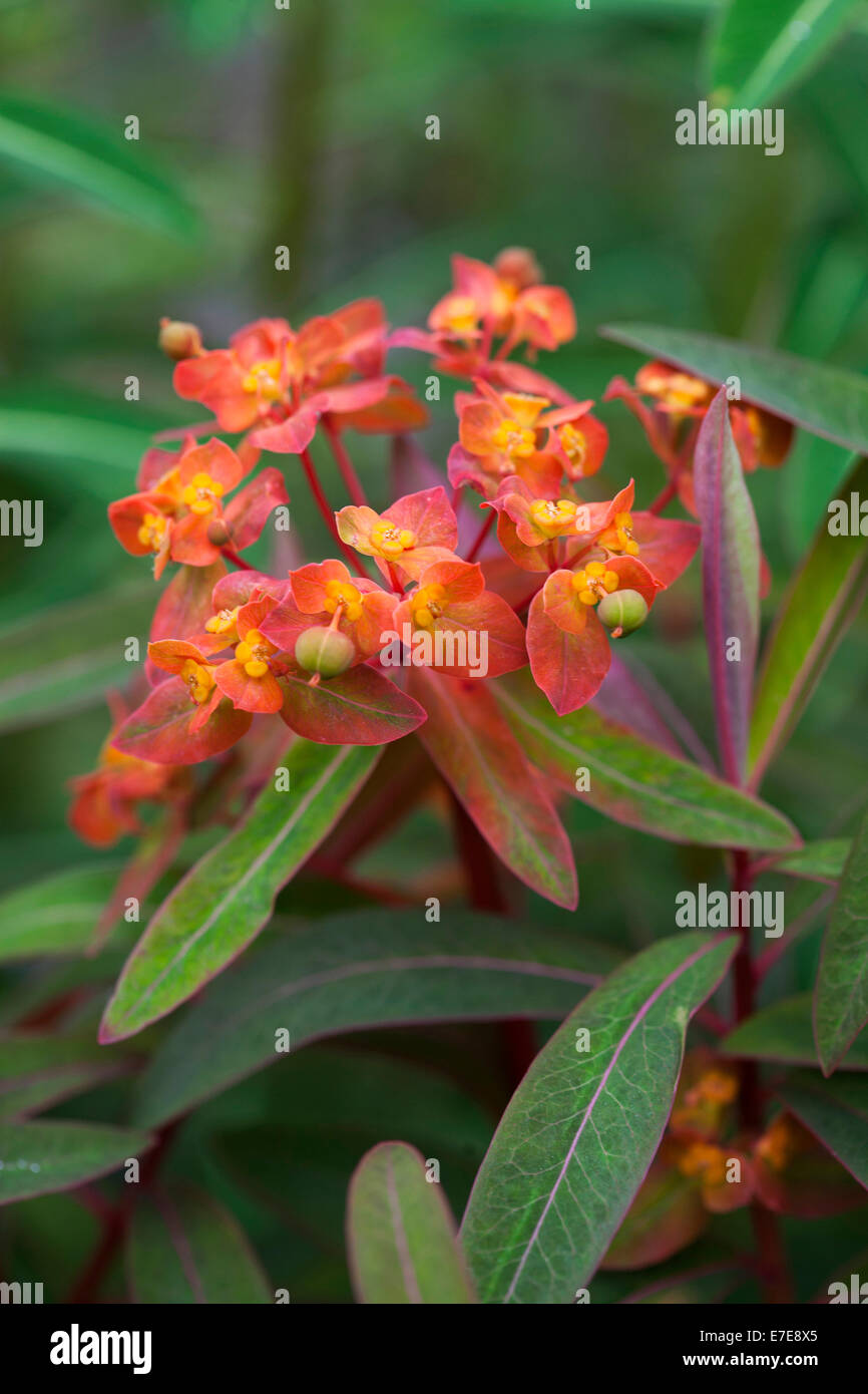 Euphorbia griffithii 'Fireglow' Stock Photo Alamy