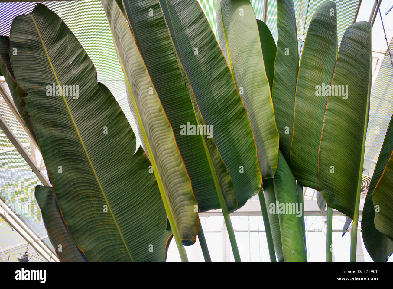 1 Plant of RAVENALA MADAGASCARIENSIS SONN. Plant