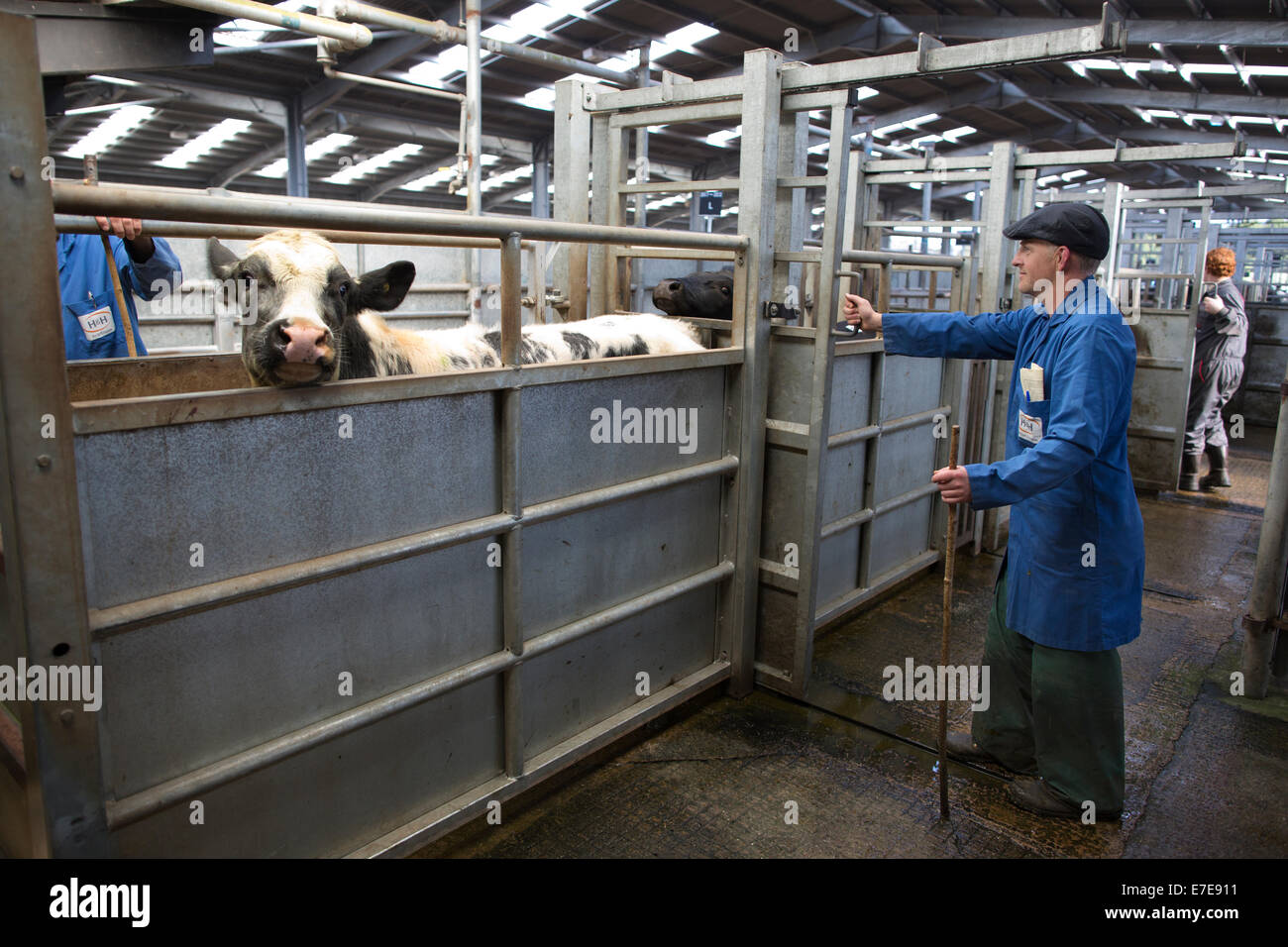 Harrison & Hetherington farmstock auctioneers, farmers attend the