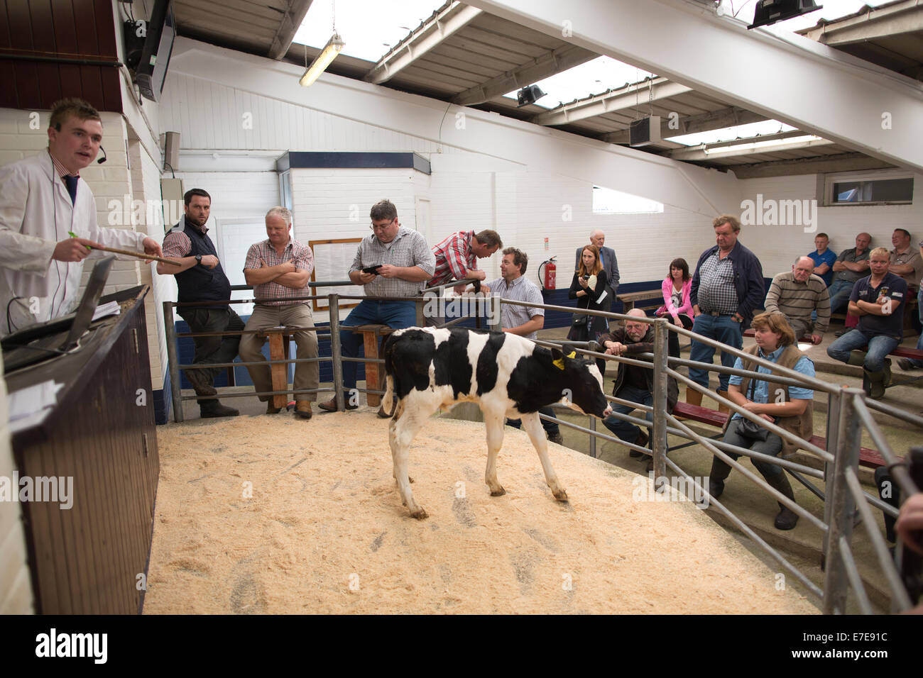 Harrison & Hetherington farmstock auctioneers, farmers attend the