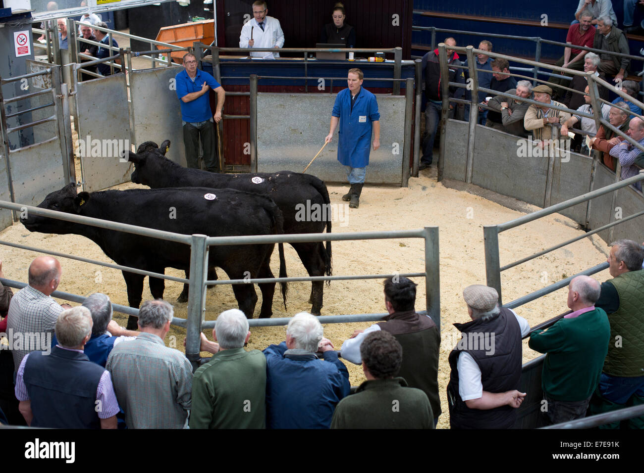 Harrison & Hetherington farmstock auctioneers, farmers attend the