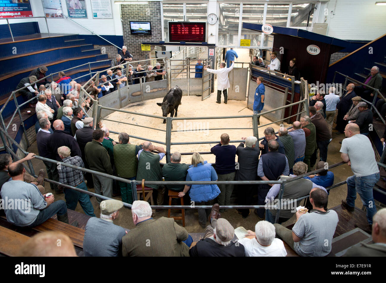 Harrison & Hetherington farmstock auctioneers, farmers attend the
